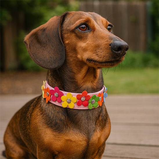 Collier chien - Fleuria™