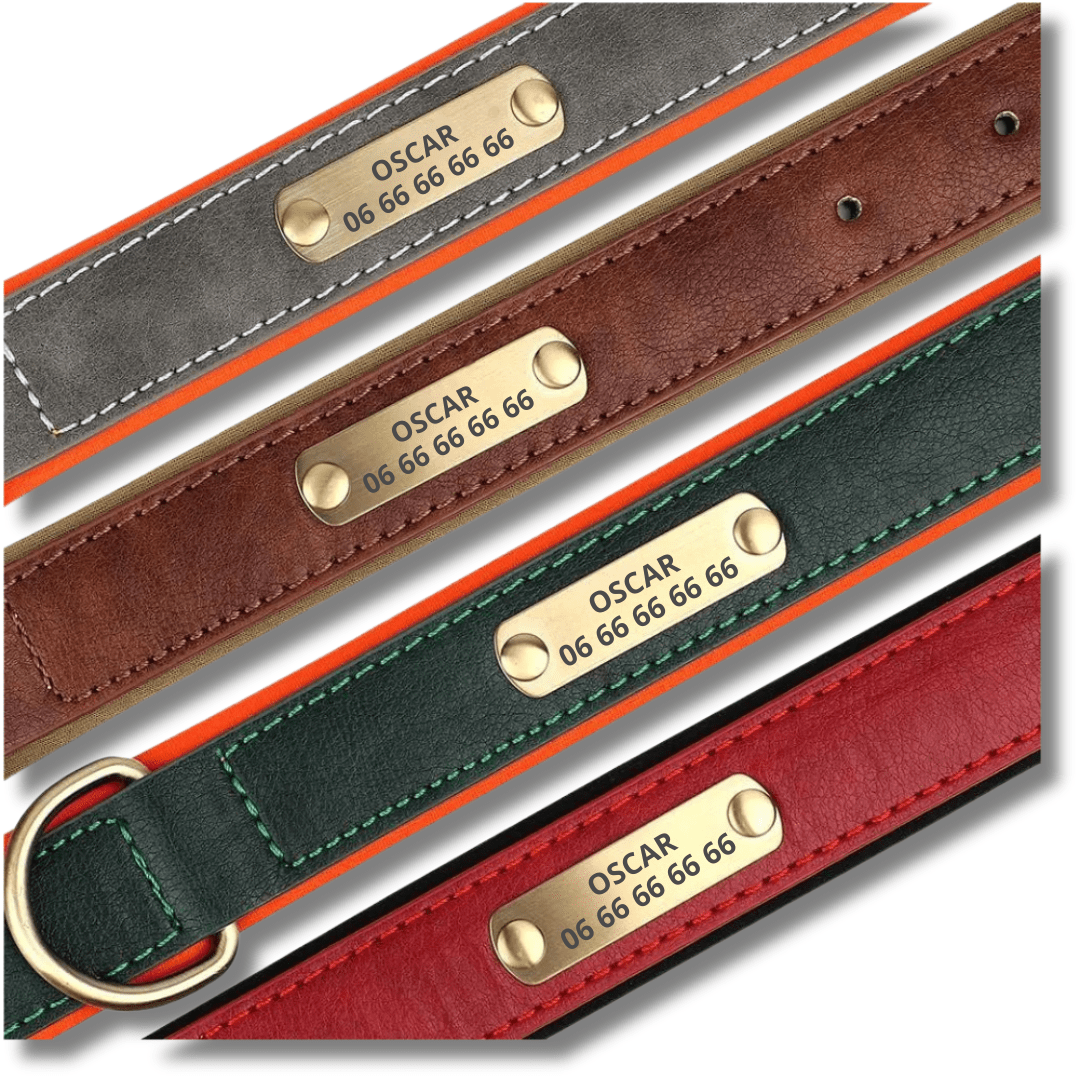 Collier personnalisé pour chien en simili cuir : sécurité, design et confort au quotidien