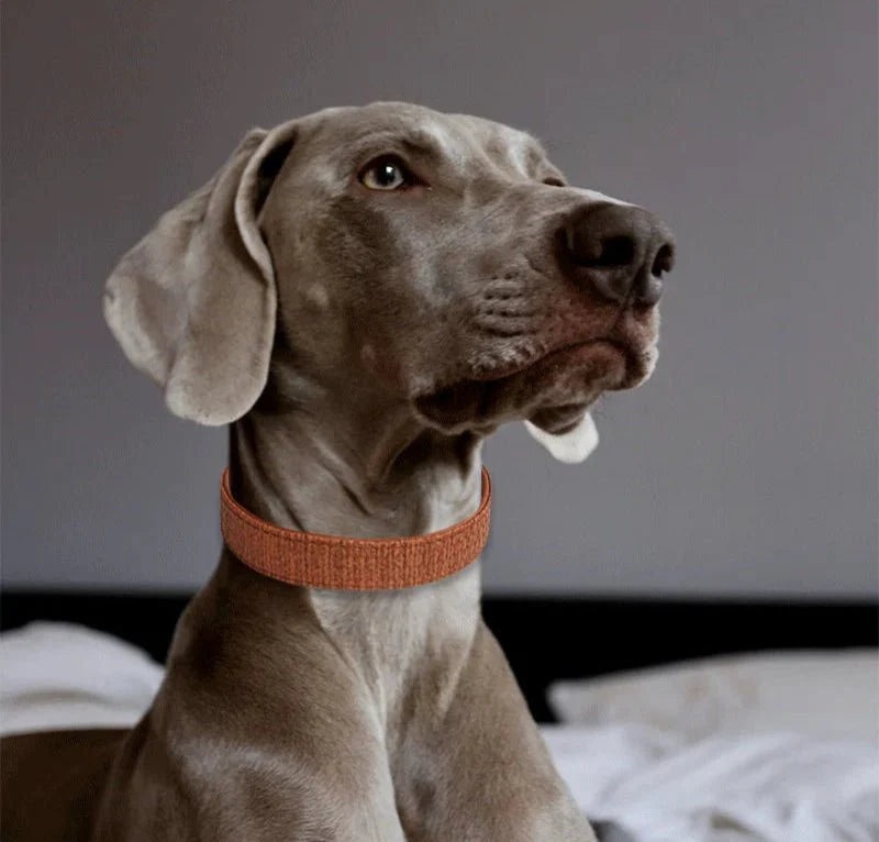 Collier Couture Chien Résistant Et Design