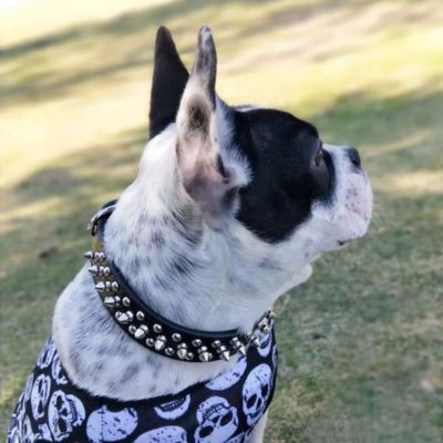 Collier Cuir Chien - BravePup™