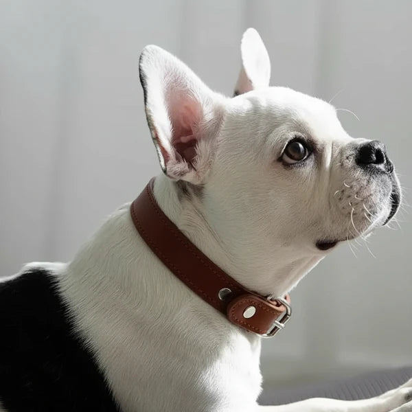 Collier Cuir Chien Élégant Et Résistant