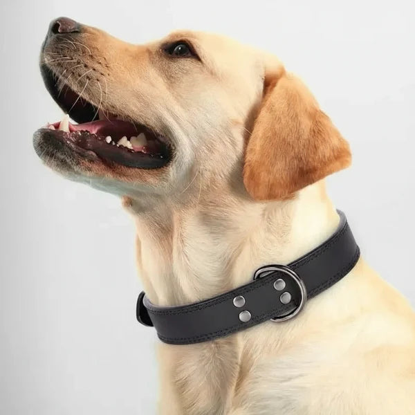Collier Cuir Chien Élégant Et Résistant