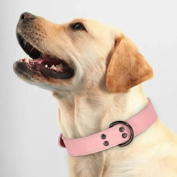 Collier Cuir Chien Élégant Et Résistant