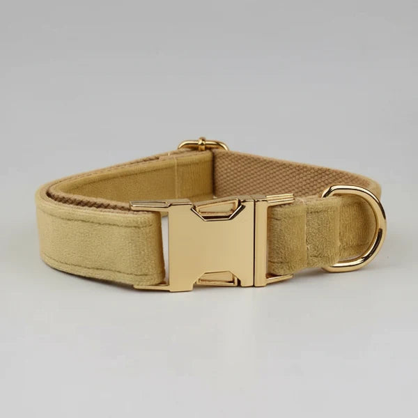 Collier en velours pour chien de couleur beige avec boucle dorée et finition élégante
