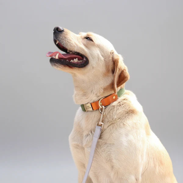 Collier pour chien personnalisable en nylon et cuir