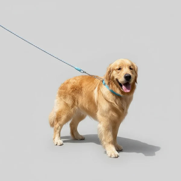 Laisse et collier tressé pour chien robuste et résistant