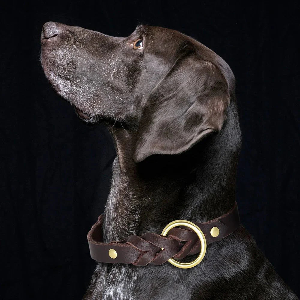 Collier et laisse en cuir pour chien - Design tressé de luxe