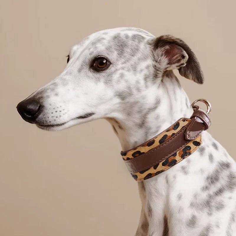 Collier Large Amovible Pour Lévrier Et Whippet
