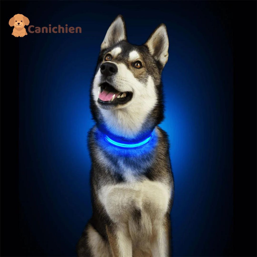     collier-lumineux-chien-bleu-hushy