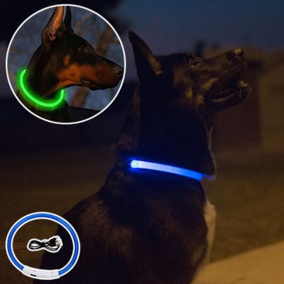 Collier lumineux chien | Vizilight™