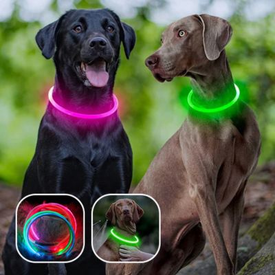 Collier lumineux chien | Vizilight™