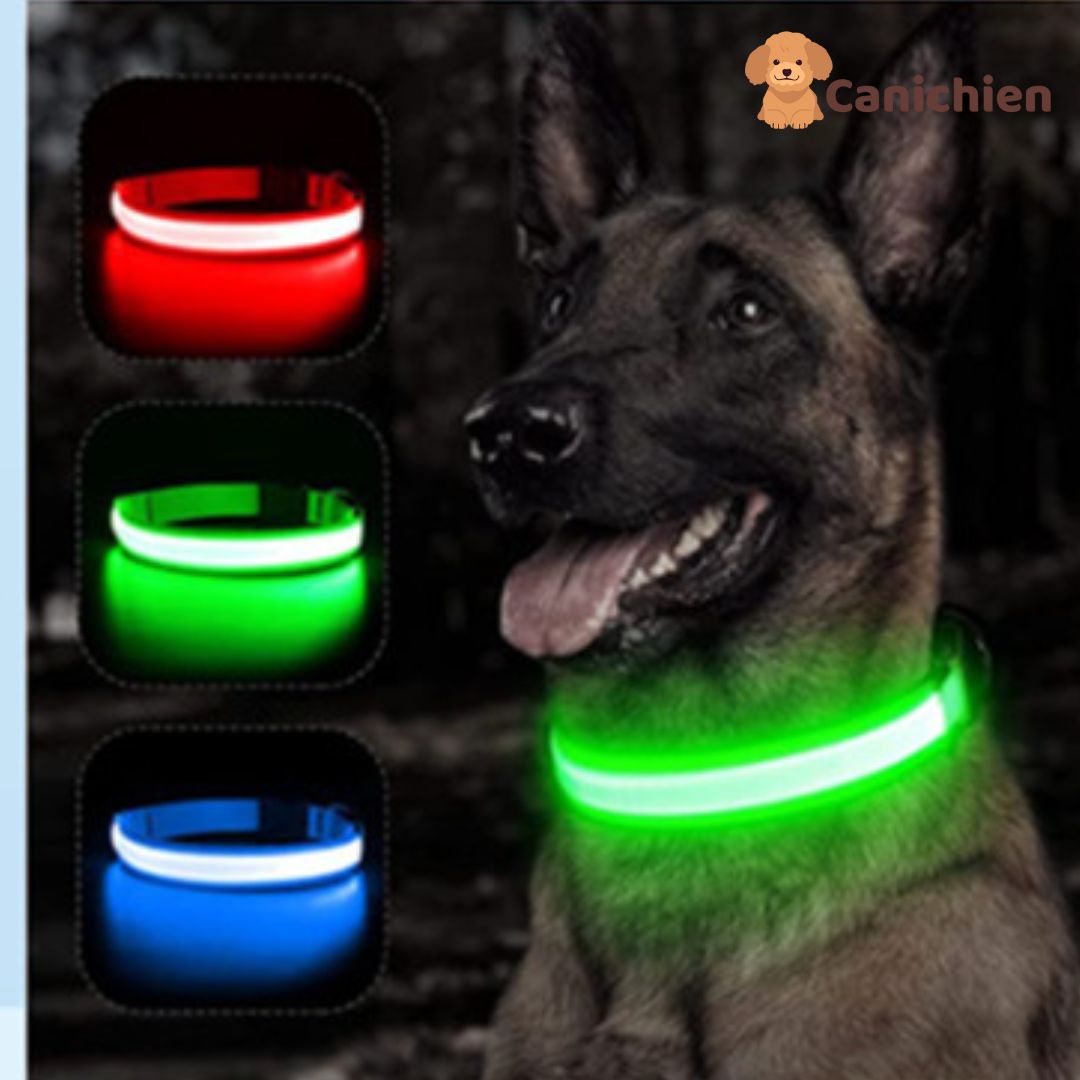 Collier Lumineux Chien NightGuard™ – Rechargeable