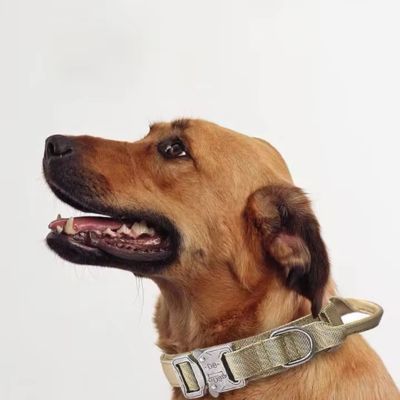 Collier pour chien - Tactique