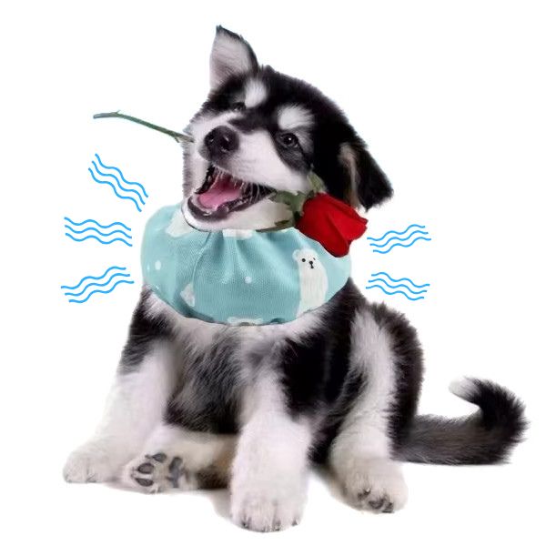 Collier Rafraichissant pour Chien