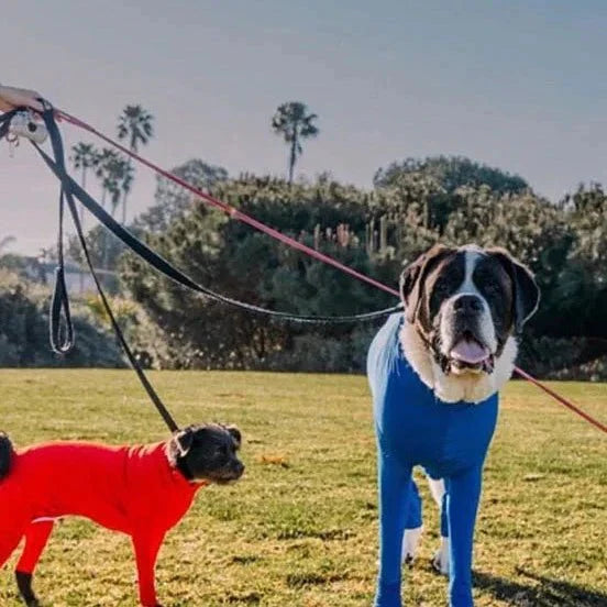Combinaison Chien