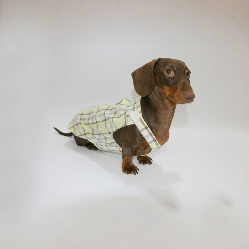 Combinaison  Été Léger Pour Chien Teckel