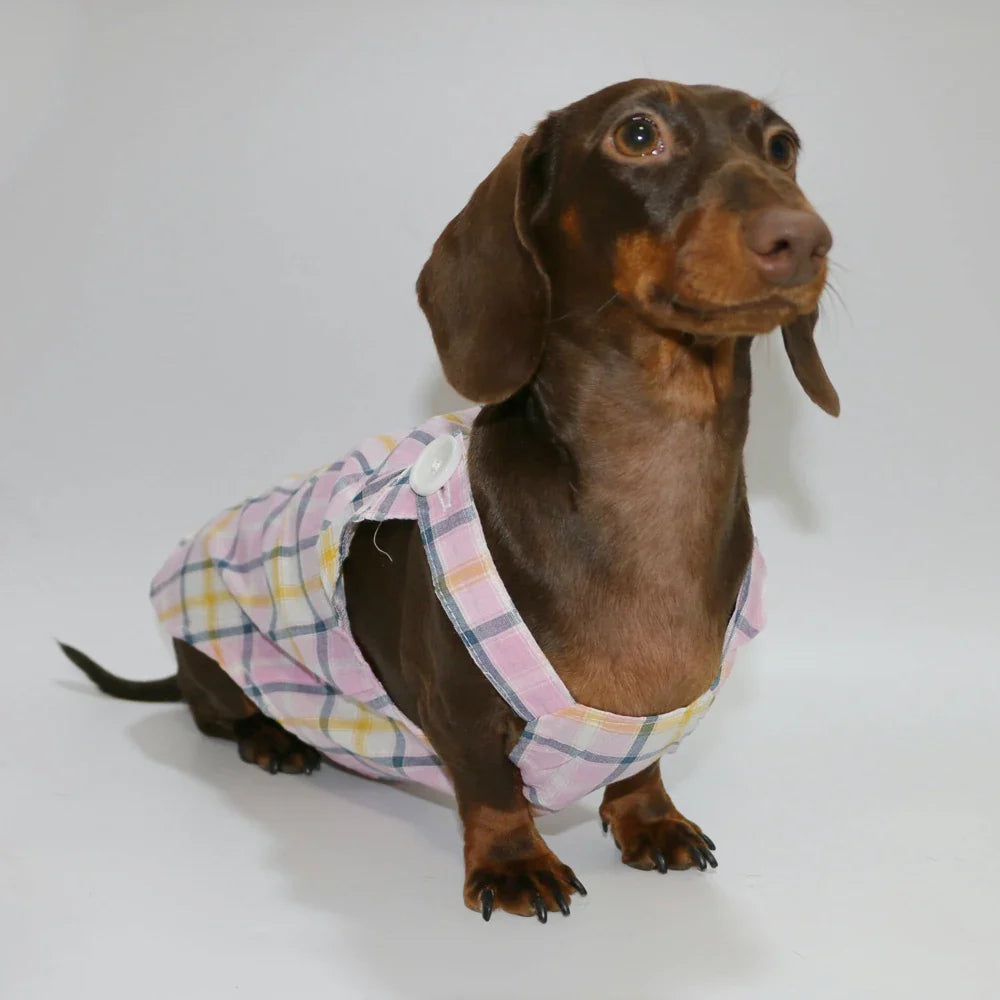 Combinaison  Été Léger Pour Chien Teckel