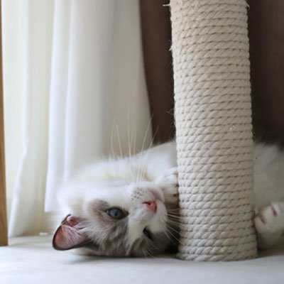 Corde arbre a chat | Sisal CatScratch