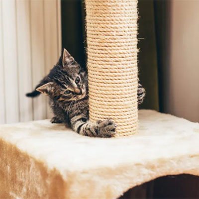 Corde arbre à chat | Feline Fix Cord