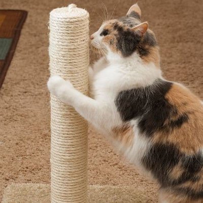 Corde arbre a chat | Sisal CatScratch