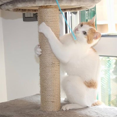Corde arbre a chat | Sisal CatScratch