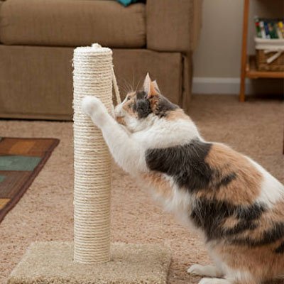 Corde arbre à chat | Feline Fix Cord