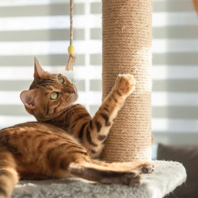 Corde pour arbre à chat | Sisal’Renew