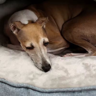 COUSSIN ANTI STRESS CHIEN RELAXNEST™