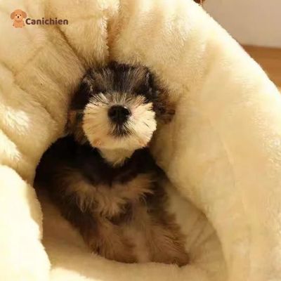 Coussin anti stress chien | LuxeRest™