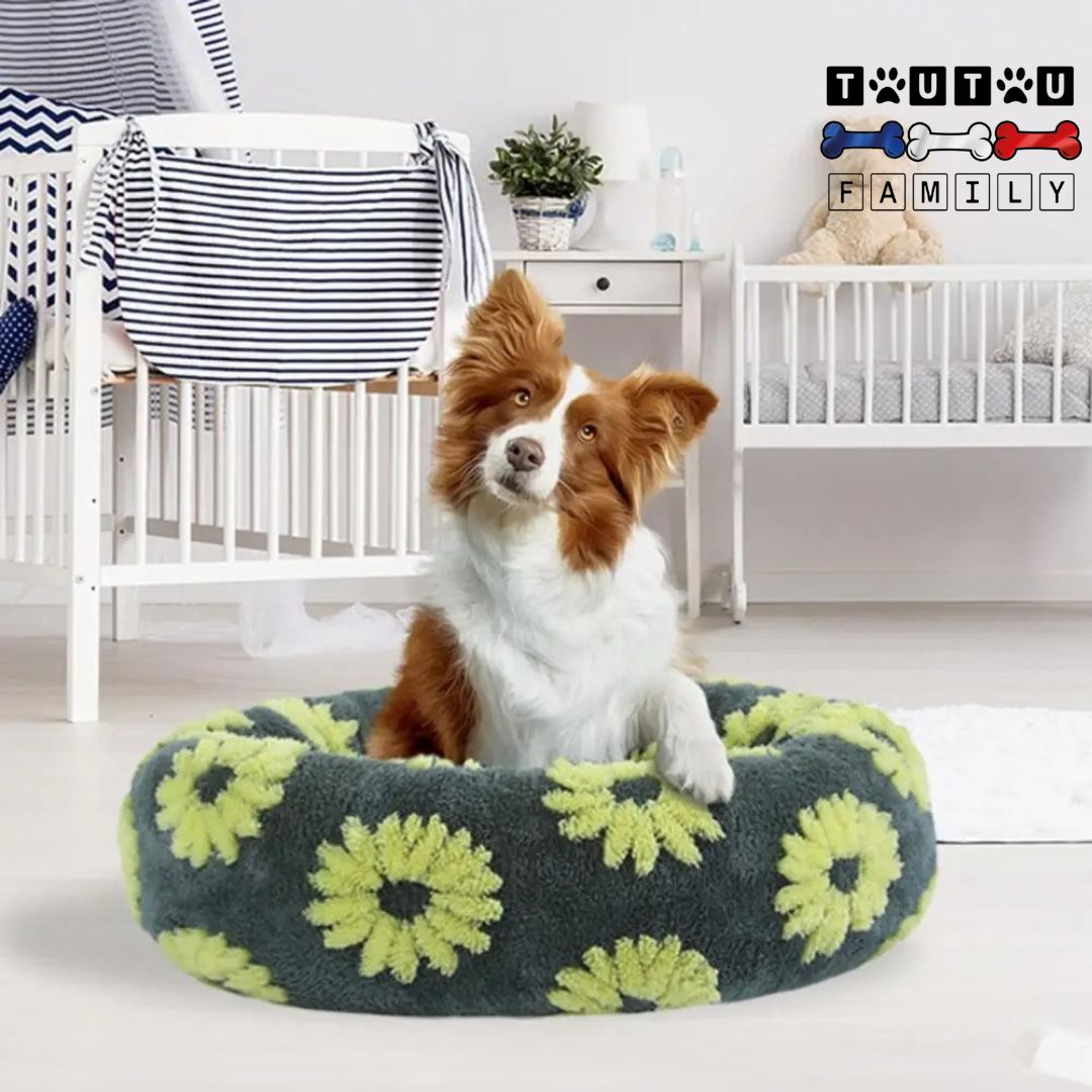 Coussin chien - ChaudToutou™