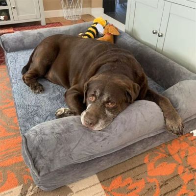 COUSSIN CHIEN XXL – MAXIDODO™
