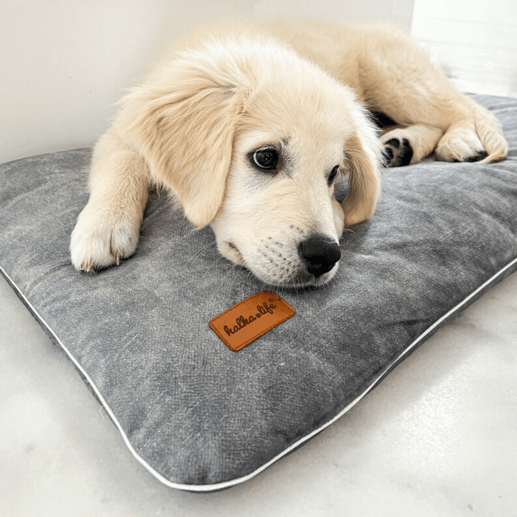 Coussin En Velours Imperméable Pour Chien
