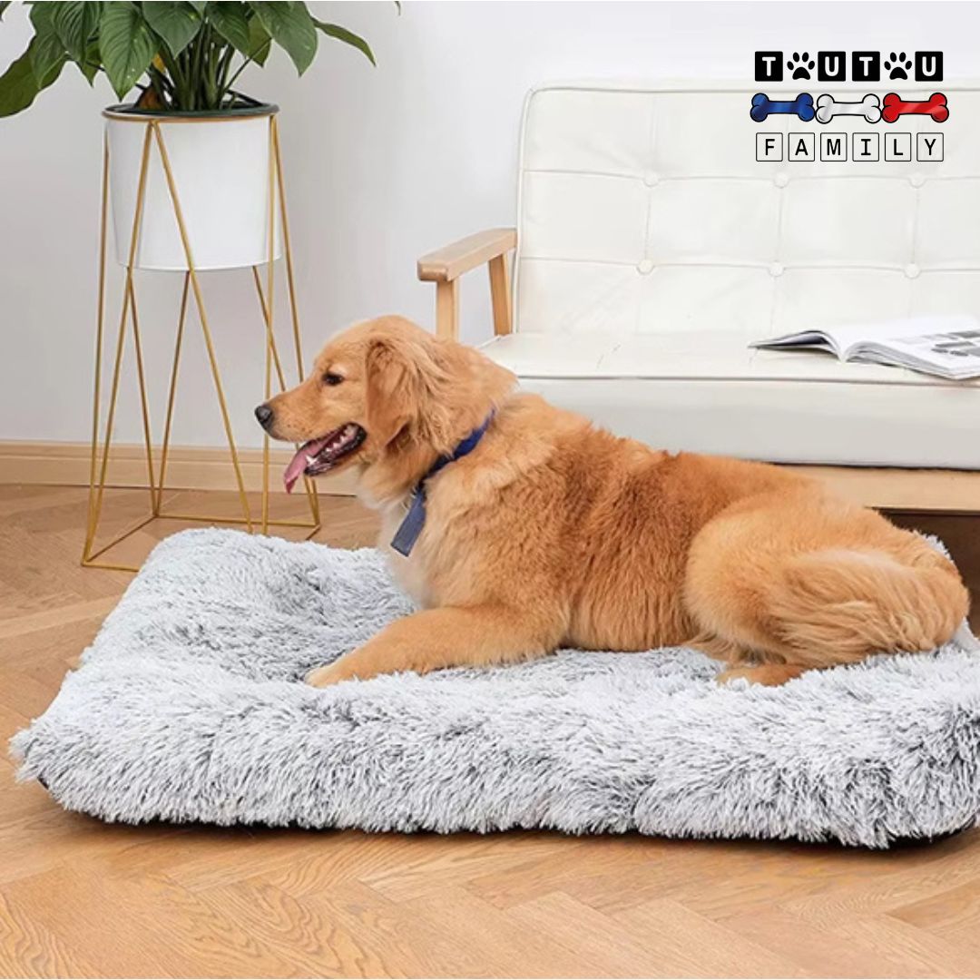 Coussin orthopédique pour chien - SoutienToutou™