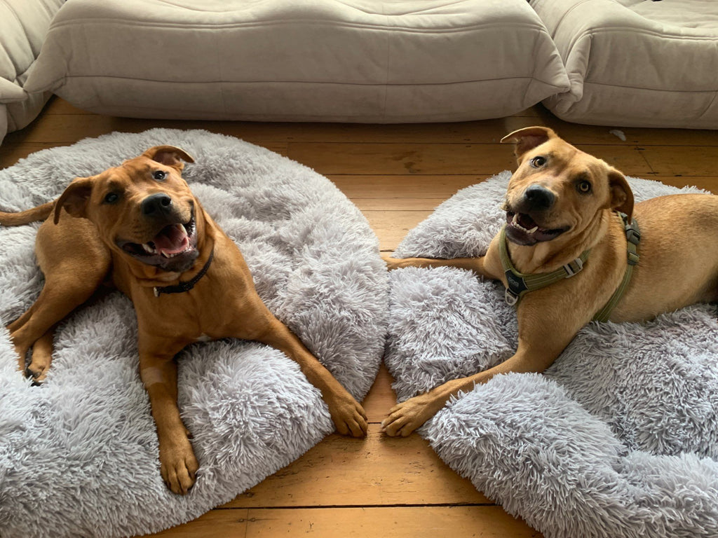 Coussin Chien XXL | ConfortCaninXXL™