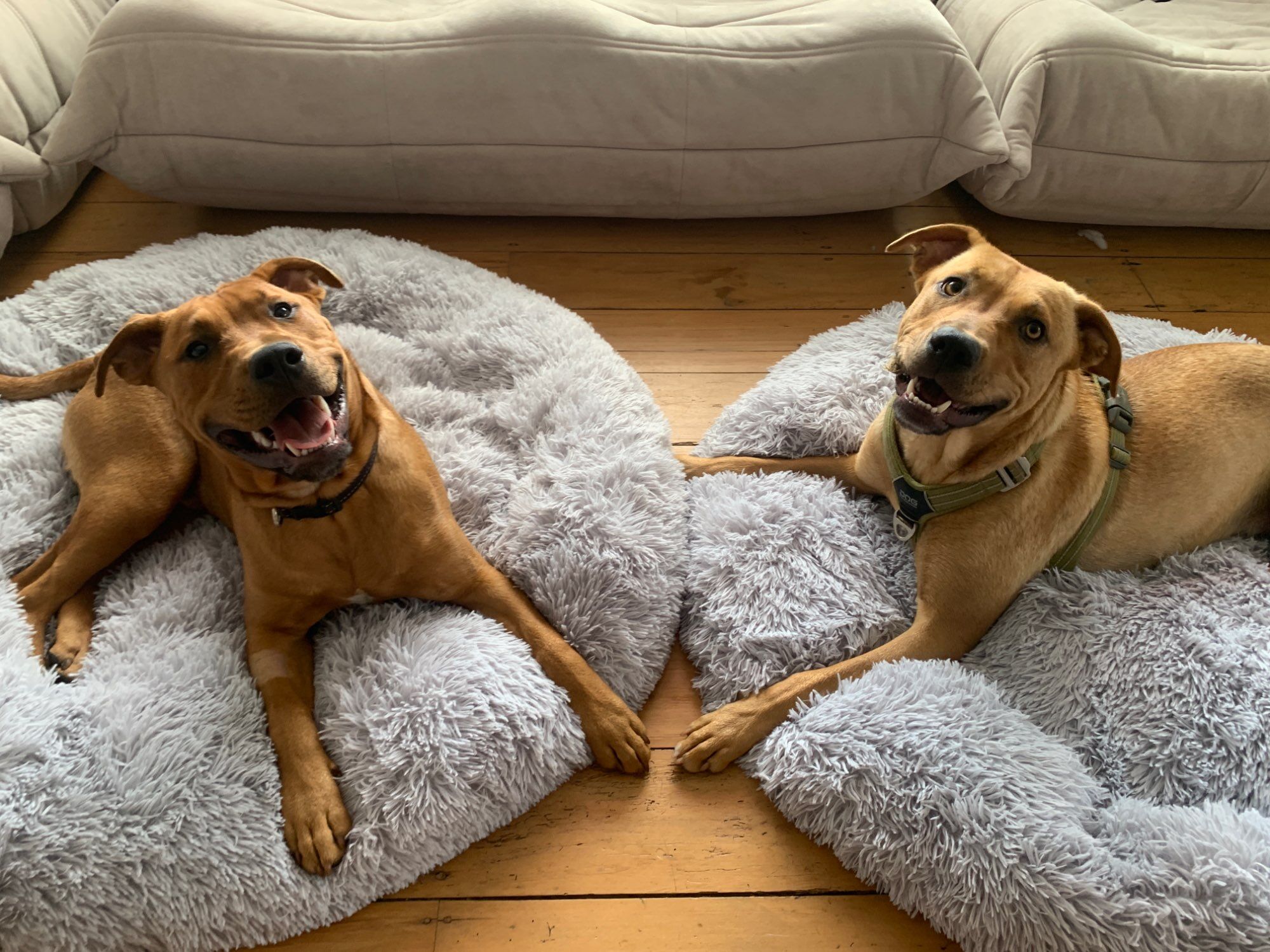 Coussin Chien XXL | ConfortCaninXXL™
