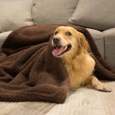 COUVERTURE CHIEN – COZYPOD™