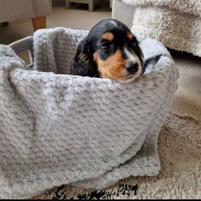 COUVERTURE POUR CHIEN – COTONUX™