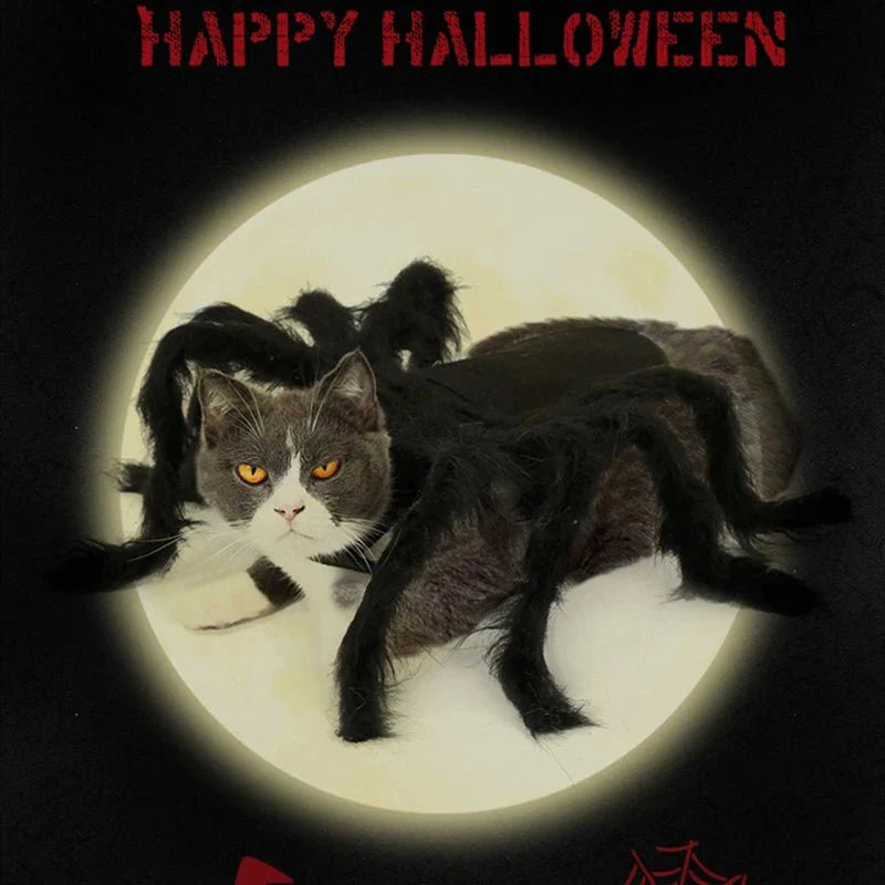 Déguisement Chat Araignée