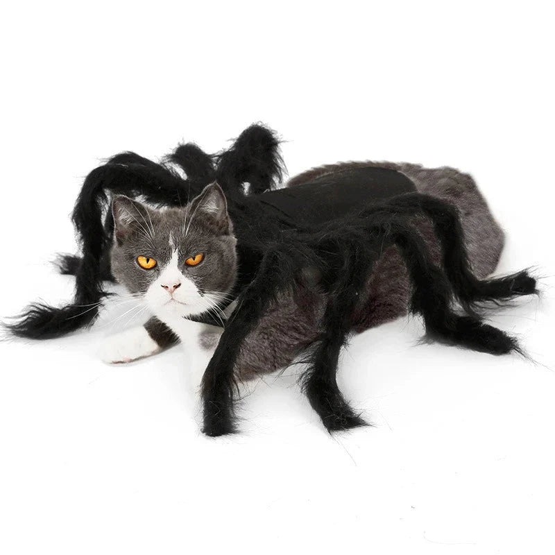Déguisement Chat Araignée