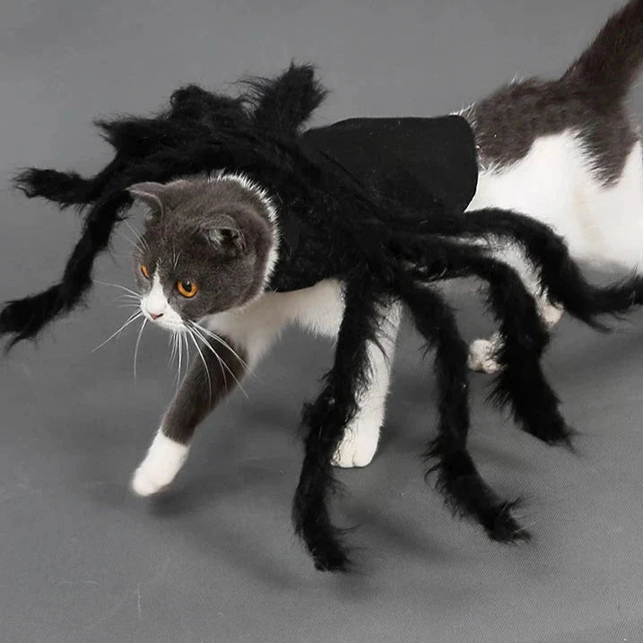 Déguisement Chat Araignée