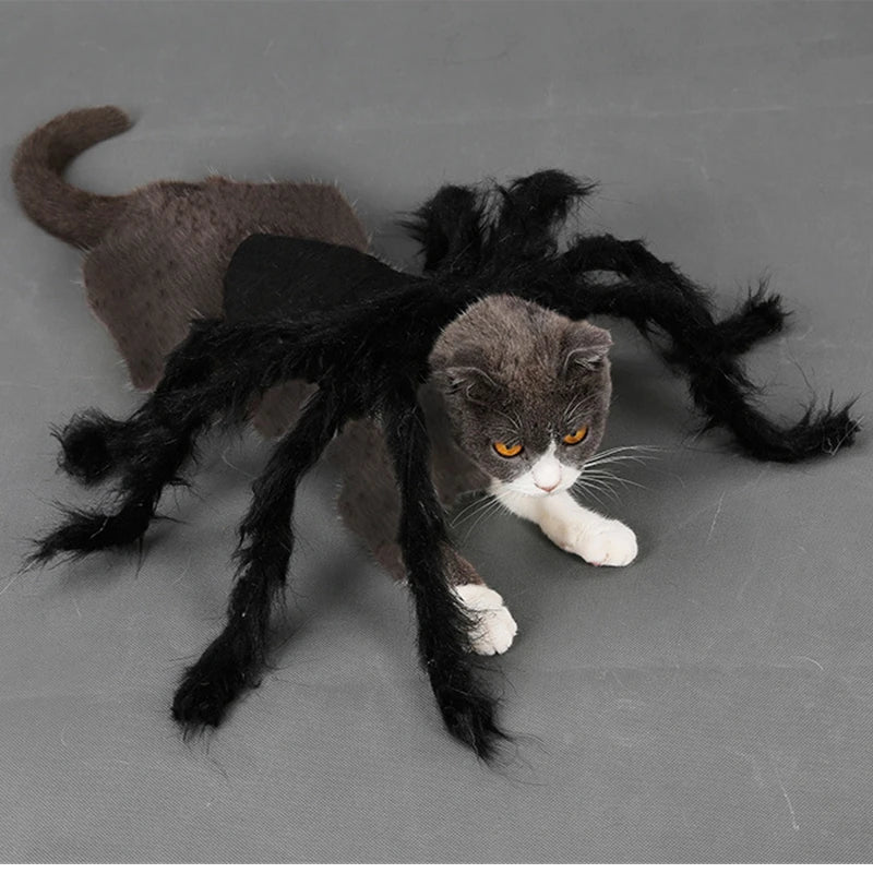 Déguisement Chat Araignée