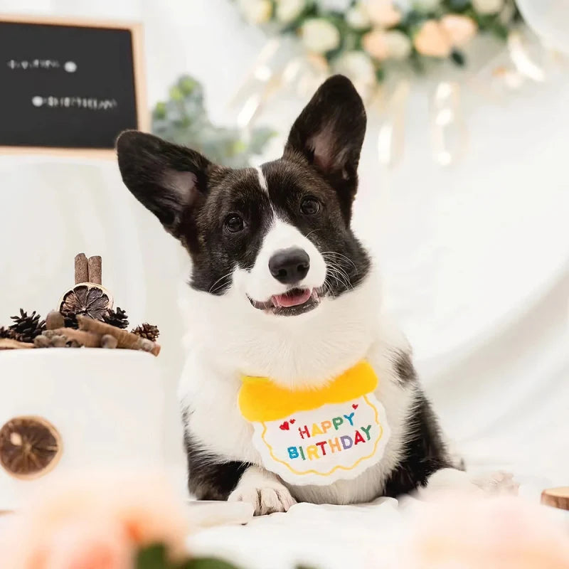 Déguisement Chien Anniversaire