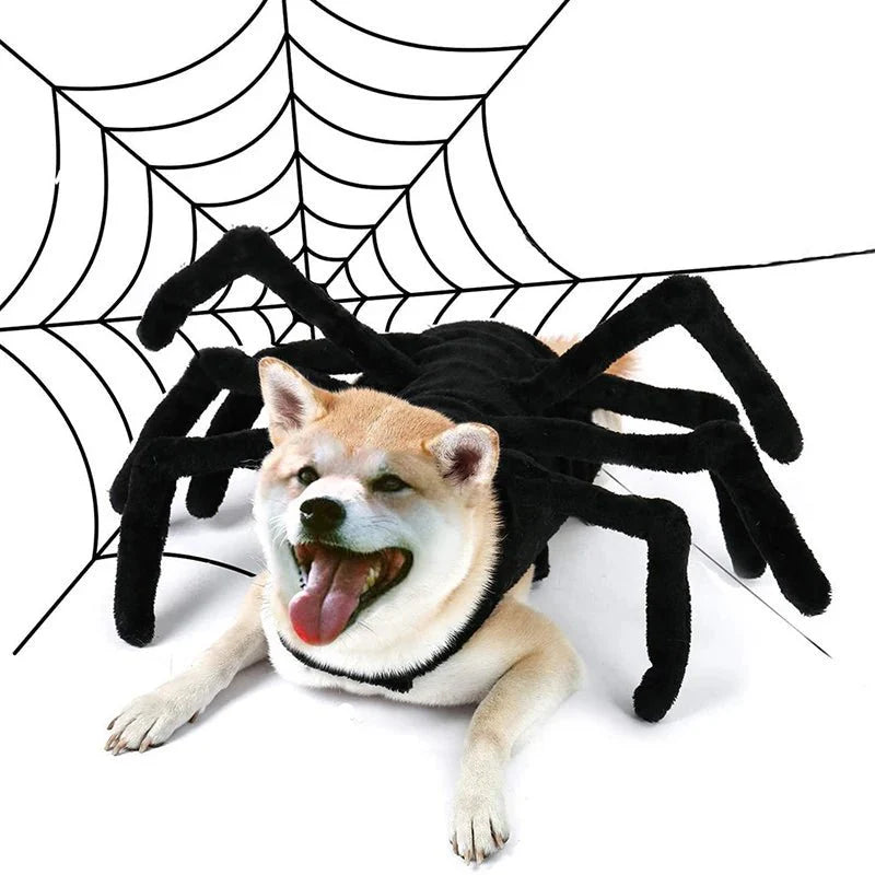 Déguisement Chien Halloween Araignée