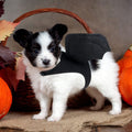deguisement-chien-chauve-souris