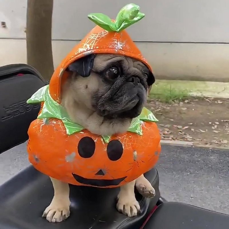 Déguisement Chien Citrouille