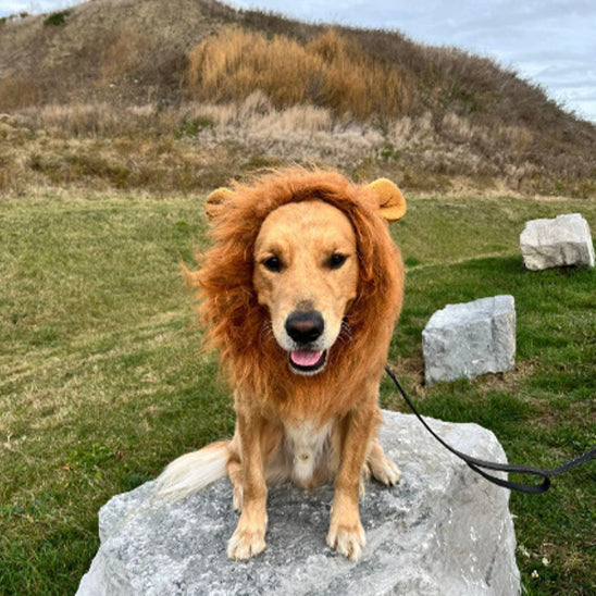 Déguisement Chien - Lion