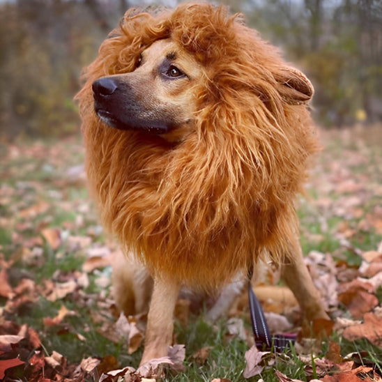 Déguisement Chien - Lion