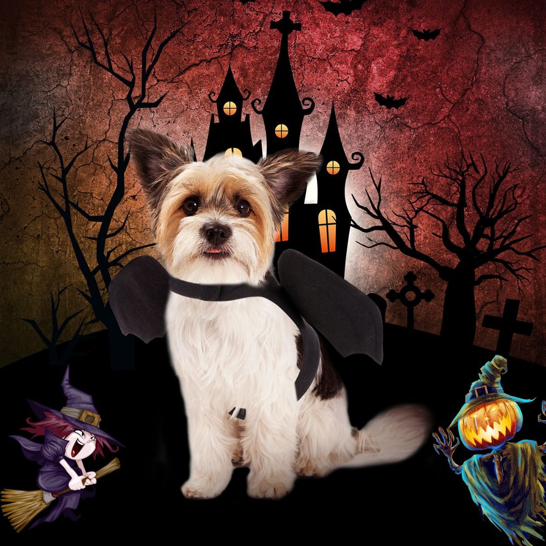 DEGUISEMENT CHIEN | BatDog™