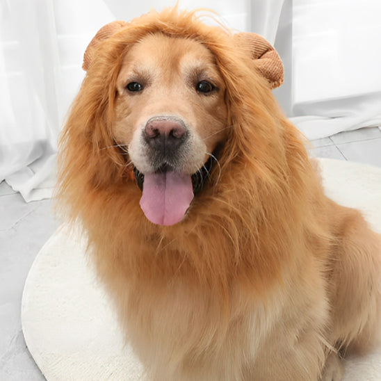 Déguisement Chien - Lion