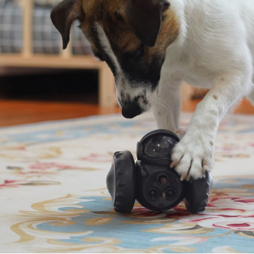 distributeur-croquette-chien-interactif-anti-glouton